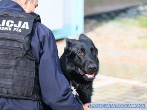 Policjant w mundurze niebieskim zdjęcie wykonane z tyłu wraz z psem służbowym