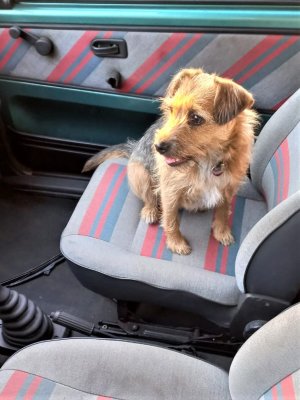 Mały pies siedzący na fotelu pasażera w aucie