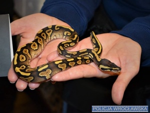 50-latek handlował wężami, których gatunki są zagrożone wyginięciem [FILM/FOTO]