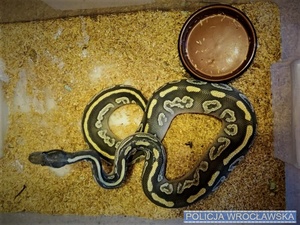 Węże, którymi handlował 50-latek