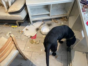 Zdjęcie psa chodzącego po podłodze w pomieszczeniu z porozrzucanymi dookoła odpadkami