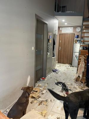 Zdjęcie psów chodzących po podłodze w pomieszczeniu, w którym panuje nieporządek