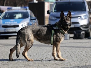 Wrocławski policjant z psem służbowym Nana odnalazł mężczyznę, który chciał odebrać sobie życie