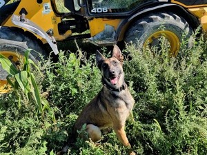 Policyjny pies Lonar odnalazł skradzioną koparko-ładowarkę
