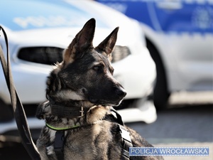 Próbował ukryć się pod plandeką. Wywęszył go nos psa służbowego