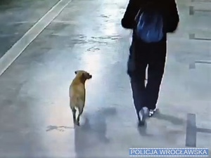 Zdjęcie psa i mężczyzny widoczny z tyłu.