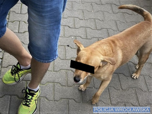 Zdjęcie psa i części nogi mężczyzny