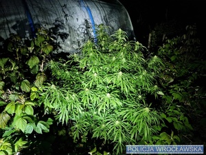 Krzaki marihuany rosnące w ogrodzie