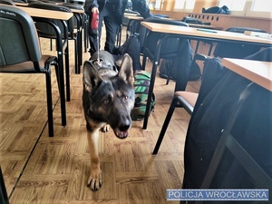Wrocławscy przewodnicy psów służbowych oraz ich czworonożni patrolowi wraz z policjantami z Krzyków z wizytą w szkole podstawowej