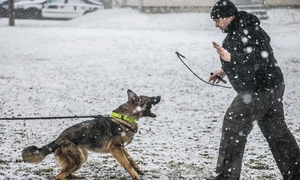 Skąd się biorą psy w Policji