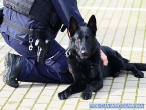 Zdjęcie umundurowanego policjanta klęczącego tyłem przy leżącym na placu psie służbowym.