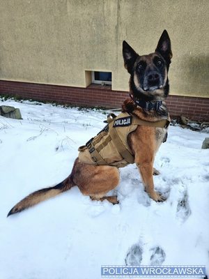 Kolejny sukces na koncie naszego czworonożnego kolegi. Lonar, bo o nim mowa, doprowadził policjantów do sprawcy rozboju