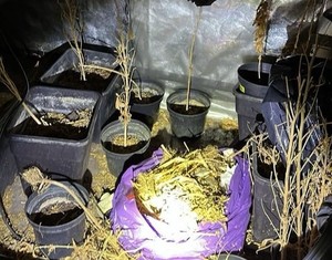 Nielegalna plantacja marihuany zlikwidowana przez policję
