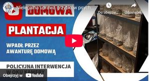 Nielegalna uprawa grzybków psychoaktywnych – policjanci z Komisariatu Policji Wrocław-Fabryczna zatrzymali dwie osoby [Film z policyjnej kamery]