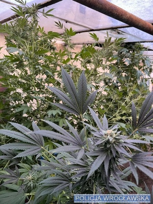 Nielegalna uprawa konopi na ogródkach działkowych