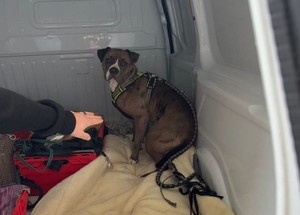 Zarzuty dotyczące narażenia zdrowia lub życia usłyszał nieodpowiedzialny właściciel agresywnego psa, który w rażący sposób zaniedbał nad nim opiekę