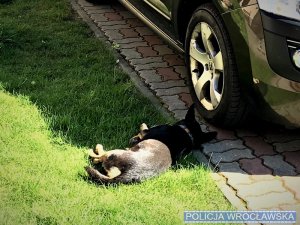 Pies leżący w cieniu samochodu - zdjęcie poglądowe