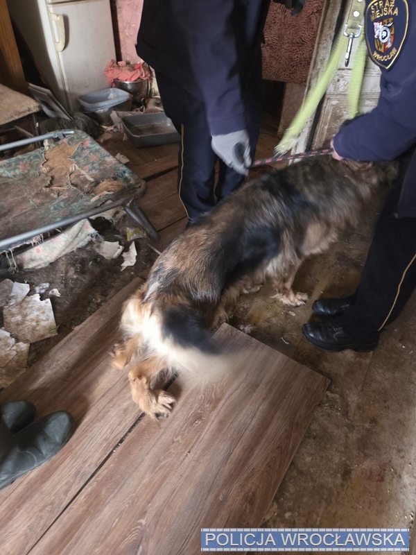 Dwa owczarki niemieckie w skrajnie złych warunkach - interwencja policjantów Wydziału Przestępczości Gospodarczej KMP we Wrocławiu